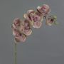 Orchidea Phalaenopsis artificiale LARDUEN, verde-rosa, 80 cm