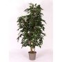 Ficus Benjamini CASILDA, tronchi naturali, verde, 175 cm - Made in Italy