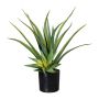 Pianta succulenta decorativa Aloe Vera MURFT con propaggini, verde, 50 cm