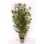 Bambù decorativo HILDEMARA, canne di bambù naturali, crossdoor, 300 cm - Made in Italy