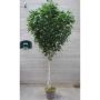 Betulla bianca decorativa HUBERTINE, tronchi naturali, verde, 400 cm - Made in Italy