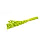 Erba canaria essiccata BRAGILA in mazzo, verde mela, 50-75cm, Ø12cm