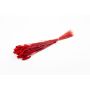 Erba canaria essiccata BRAGILA in mazzo, rossa, 50-75cm, Ø12cm