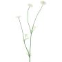 Fiori decorativi ramo Bellis NIKSA, crema, 55 cm