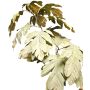 Ramo decorativo acero TUNDAKY, verde, 100 cm