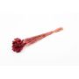 Erba canaria essiccata BRAGILA in mazzo, rosso bordeaux, 50-75cm, Ø12cm