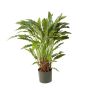 Pianta di calathea sintetica BAHATI, piccolo, verde, 85cm
