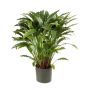 Pianta di calathea sintetica BAHATI, grande, verde, 85cm