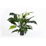 Spatifillo artificiale ABBY, con fiori, bianco, 75cm