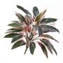 Cordyline sintetica THAIS su stelo, verde-rosa, 50cm