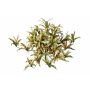 Clorofito artificiale LAVINIA su stelo, rosso-verde, 35cm