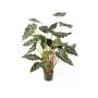 Alocasia sanderiana sintetica SHIVA, verde-bianco, 110cm