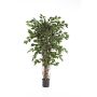 Albero di ficus artificiale AMELIO tronchi naturali, verde, 210cm