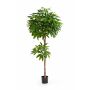 Pachira finta EURELYO, tronco vero, verde, 150cm