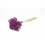 Bouquet secco AVISSA, fiore di collina brasiliano, viola scuro, 45-60cm, Ø13cm