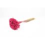 Bouquet secco AVISSA, fiore di collina brasiliano, rosa scuro, 45-60cm, Ø13cm
