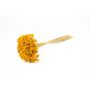 Bouquet secco AVISSA, fiore di collina brasiliano, giallo, 45-60cm, Ø13cm