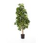 Schefflera artificiale SAMANTHA, tronchi veri, verde-bianco, 140cm