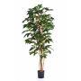 Albero del caffè MOKA, 540 foglie, verde, 180cm