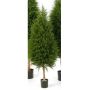 Albero di cipresso artificiale YVONNE, verde, 150cm