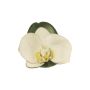 Orchidea Phalaenopsis decorativa CALIN, 6 pezzi, galleggiante, bianco, 11cm