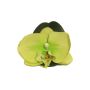Orchidea Phalaenopsis decorativa CALIN, 6 pezzi, galleggiante, verde, 11cm