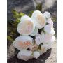 Mazzo di ranuncoli finti TONIE, bianco-rosa, 20cm, Ø20cm