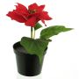 Stella di Natale artificiale NUORU in vaso decorativo, rosso, 15 cm