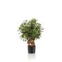 Ficus retusa artificiale CUMBIA, tronco naturale, in vaso di ceramica, verde, 70cm