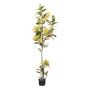 Albero artificiale Croton ERENDY, tronco artificiale, verde-giallo, 200 cm