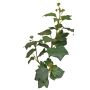 Ramo di edera finta TOYAH con frutti, verde, 65 cm
