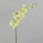 Ramo di orchidea Phalaenopsis artificiale AMARNE, verde crema, 90 cm