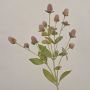 Ramo artificiale di amaranto sferico TUSIUNE, effetto secco, rosa antico, 70 cm