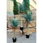 Yucca rostrata artificiale HARDIN, vaso decorativo, 160 cm