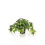 Edera artificiale MIHALLE in vaso decorativo, verde, 19 cm