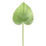Foglia di palma artificiale Washingtonia KUNYK, verde, 70 cm