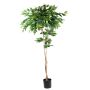 Pianta di caffè artificiale BORRA, tronco naturale, 210 cm