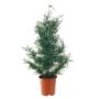 Cedro artificiale ELIANE, verde, 90 cm