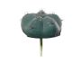 Cactus artificiale Berretta del vescovo MUNAS, verde, 10 cm, Ø8 cm