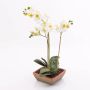 Phalaenopsis finta MINA in vaso terracotta, bianco, 55cm, Ø6-8cm