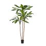 Cordyline sintetica KAIA, tronchi veri, verde, 210cm