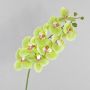 Orchidea Phalaenopsis finta OPHELIA, verde-fucsia, 100cm, Ø12cm