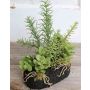 Composizione di succulente artificiali BAMBI con terriccio, verde, 19cm