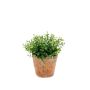 Eucalipto finto LUCANO, in vaso di terracotta , verde, 20cm, Ø20cm