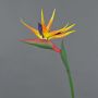 Strelizia finta LATIFA, arancione-viola, 80cm, 17x20cm
