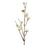 Callicarpa bodinieri finta LARINA, con bacche, crema, 50cm
