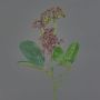 Ramo di viburnum artificiale LAZAROS, rosso, 35cm, Ø5cm