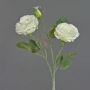 Rosa centifolia finta MADITA, innevato, crema, 60cm, Ø9cm