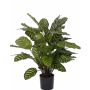 Calathea makoyana artificiale GODE, verde-giallo, 65cm