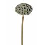 Frutto di loto artificiale JOHNTEN, marrone, 65cm, Ø10cm
